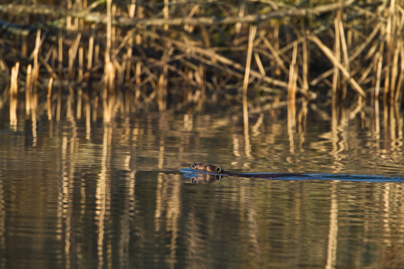 Beaver